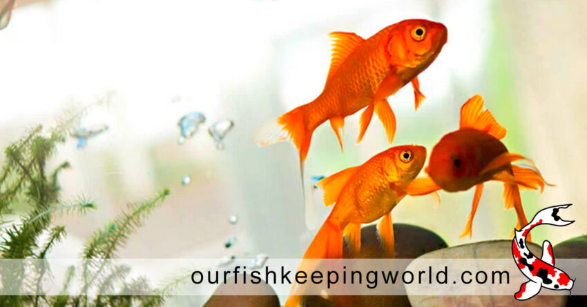 Common Fish Diseases & Solutions