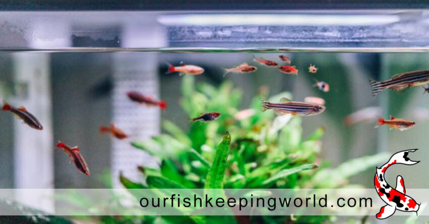 What Other Aquarium Creatures Eat