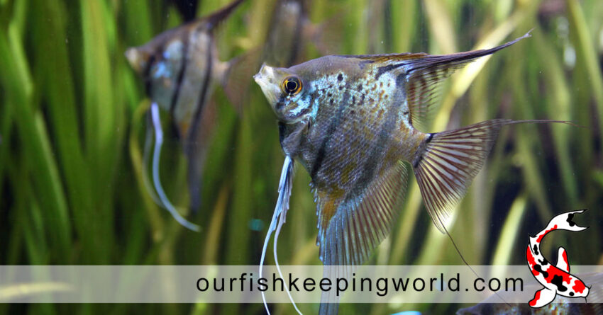 fresh water - angel fish