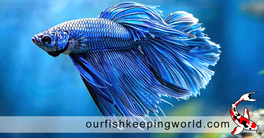 beta fish - Can Fish Food Cause Cloudy Water