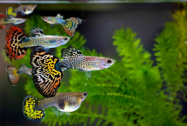 guppies fish