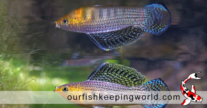 mollies-fish