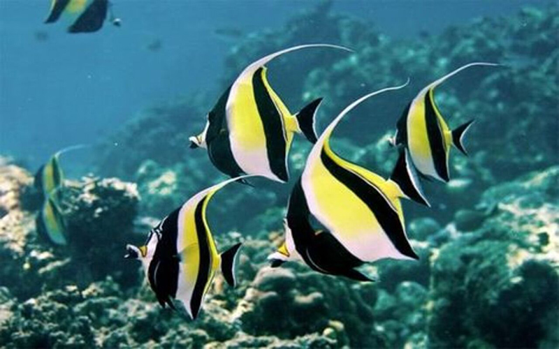 butterfly fish