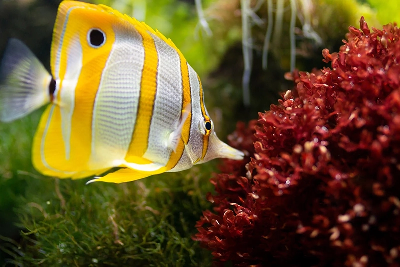 butterfly fish