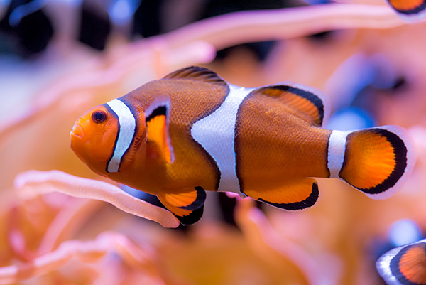 Clown Fish