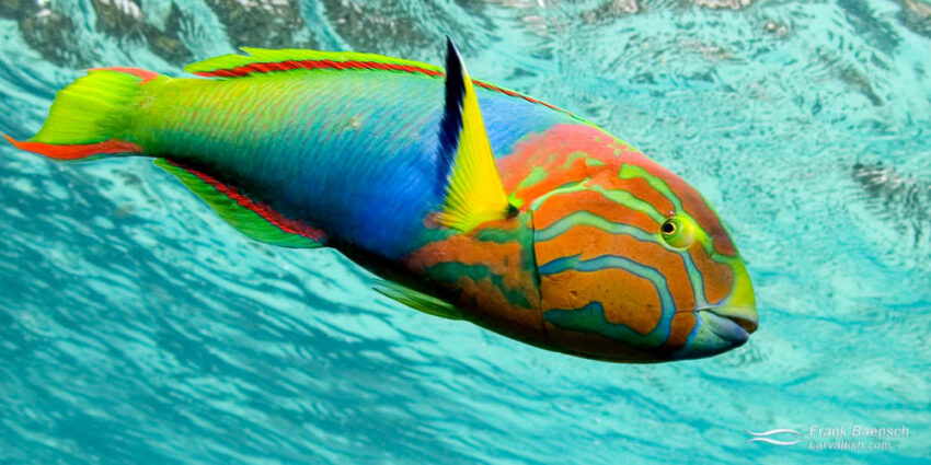 wrasses colorful fish